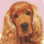 Short Stories for English Language Learners